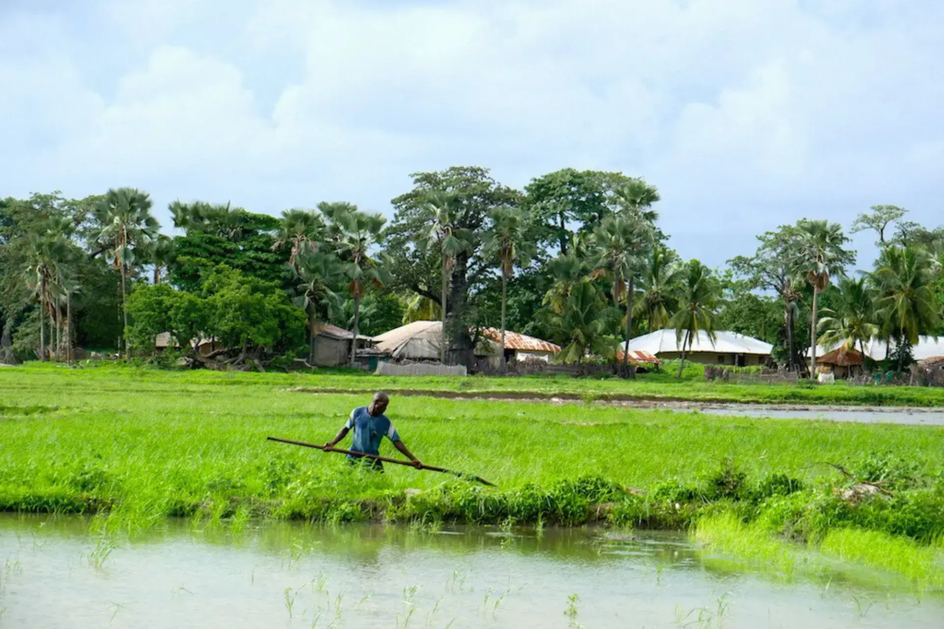 Hombre trabajando en los arrozales