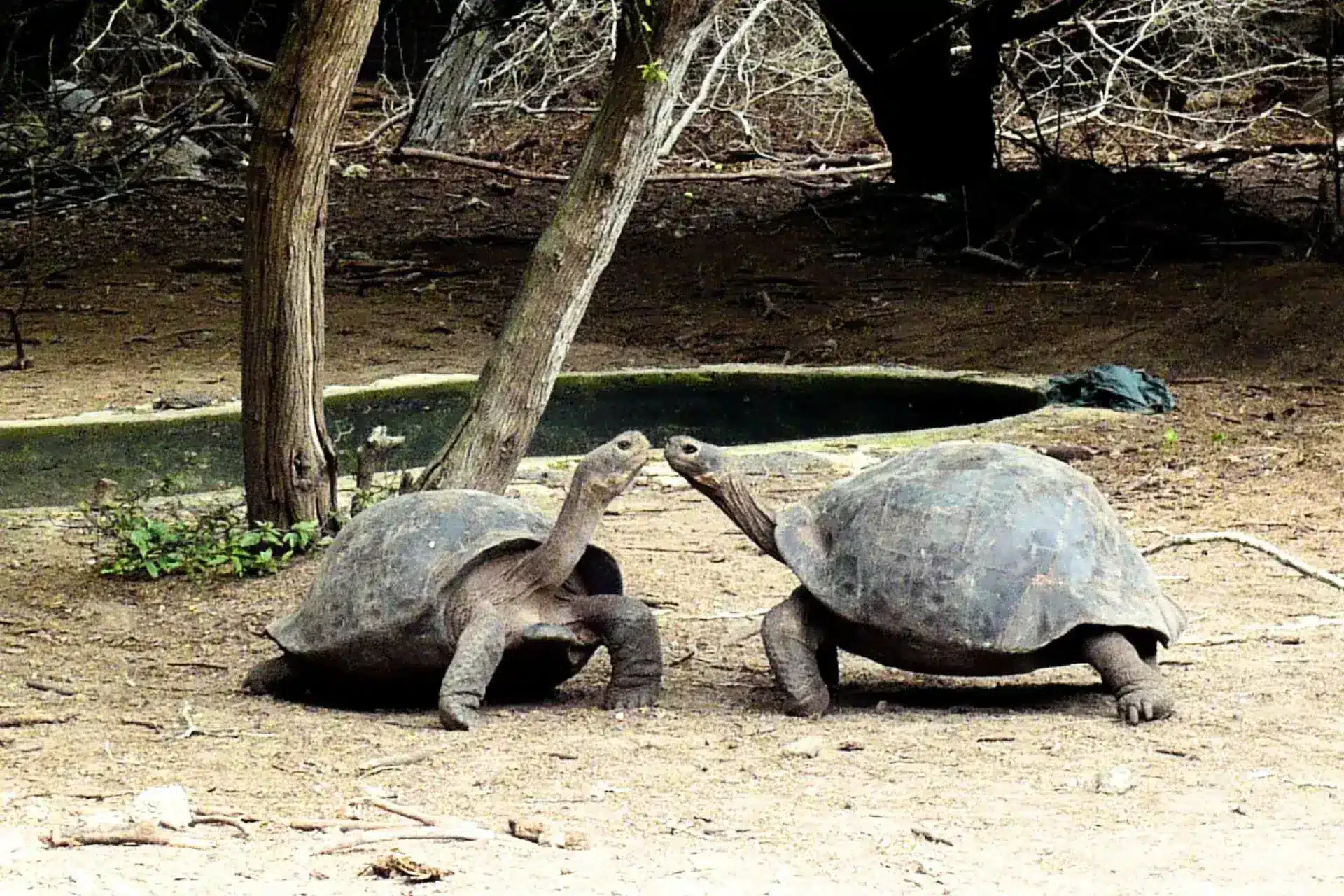 Dos galápagos enfrentándose en la estación Charles Darwin