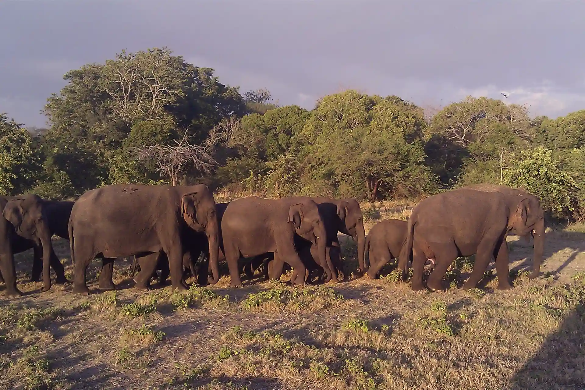 Manada de elefantes desfilando en el parque nacional de Minneriya