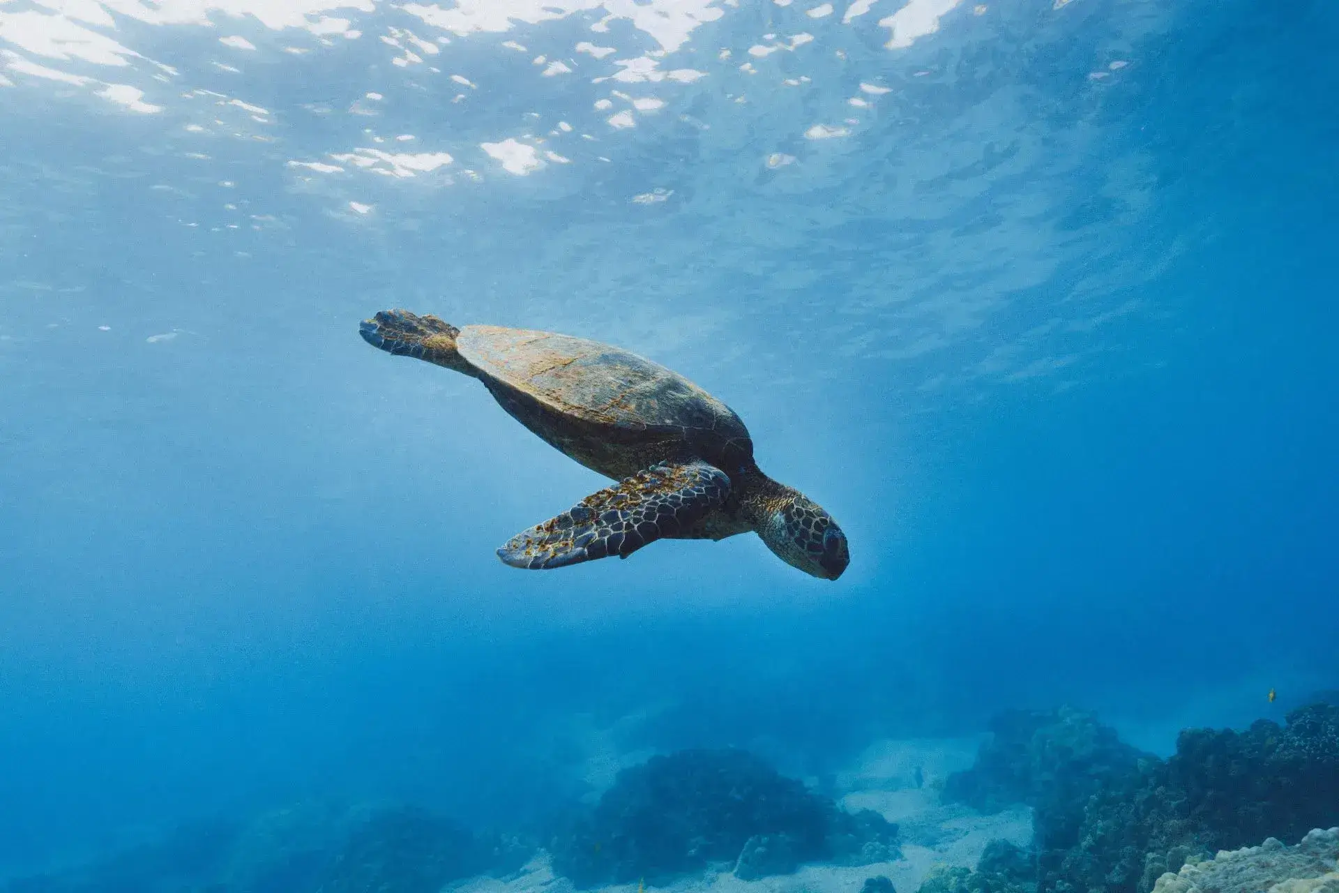 Una tortuga en las transparentes aguas de Belice