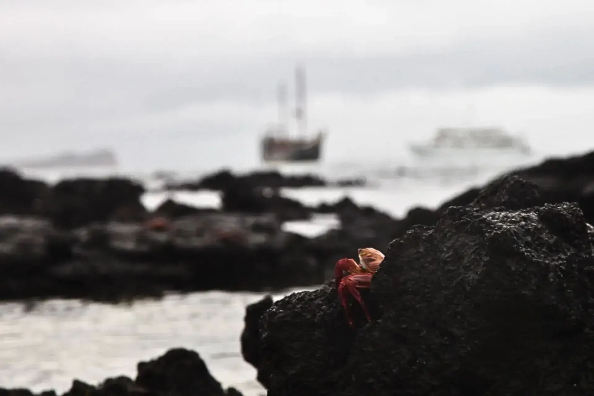 Un cangrejo andando entre las rocas