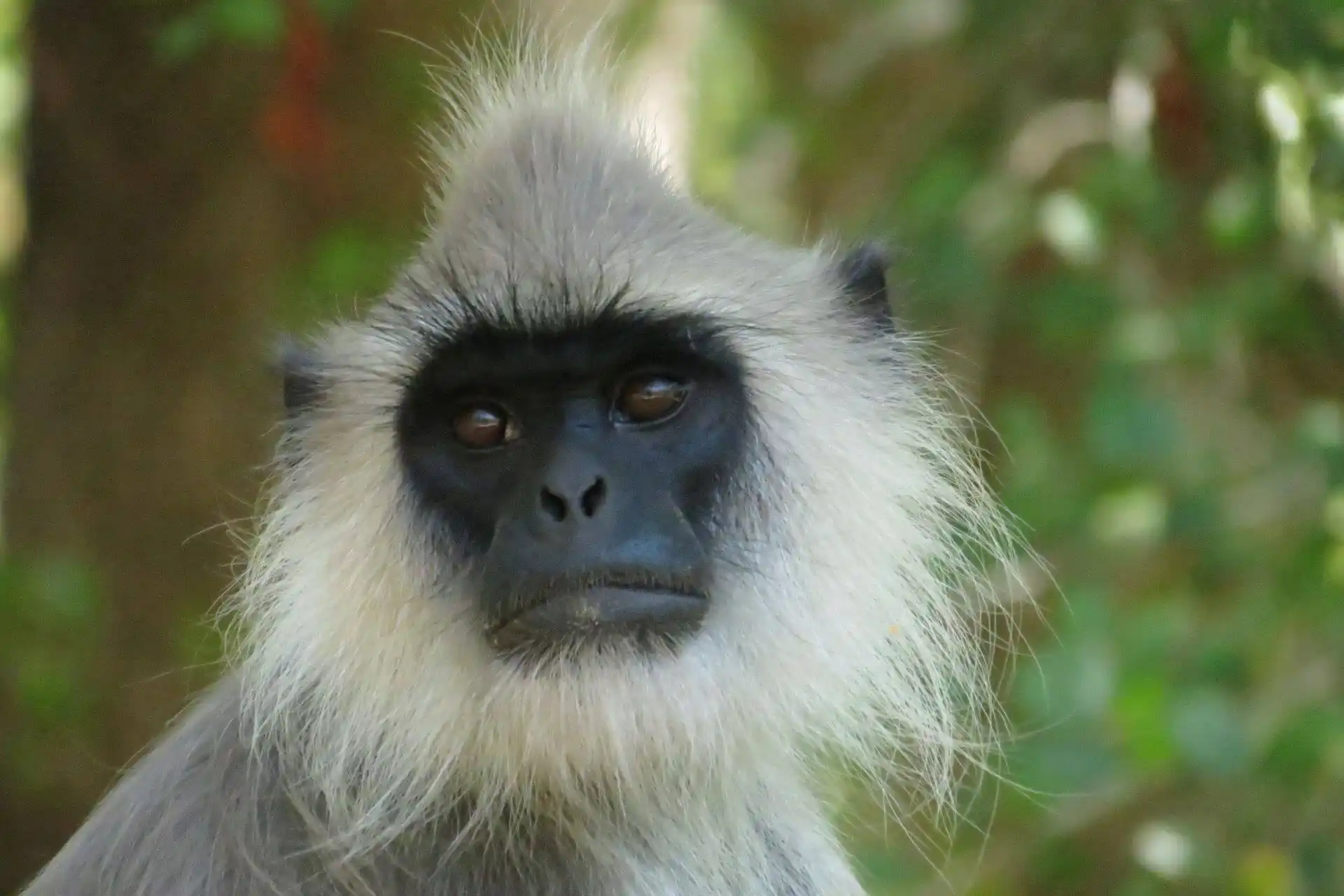 Un macaco de cara negra y pelo gris con fondo boqué