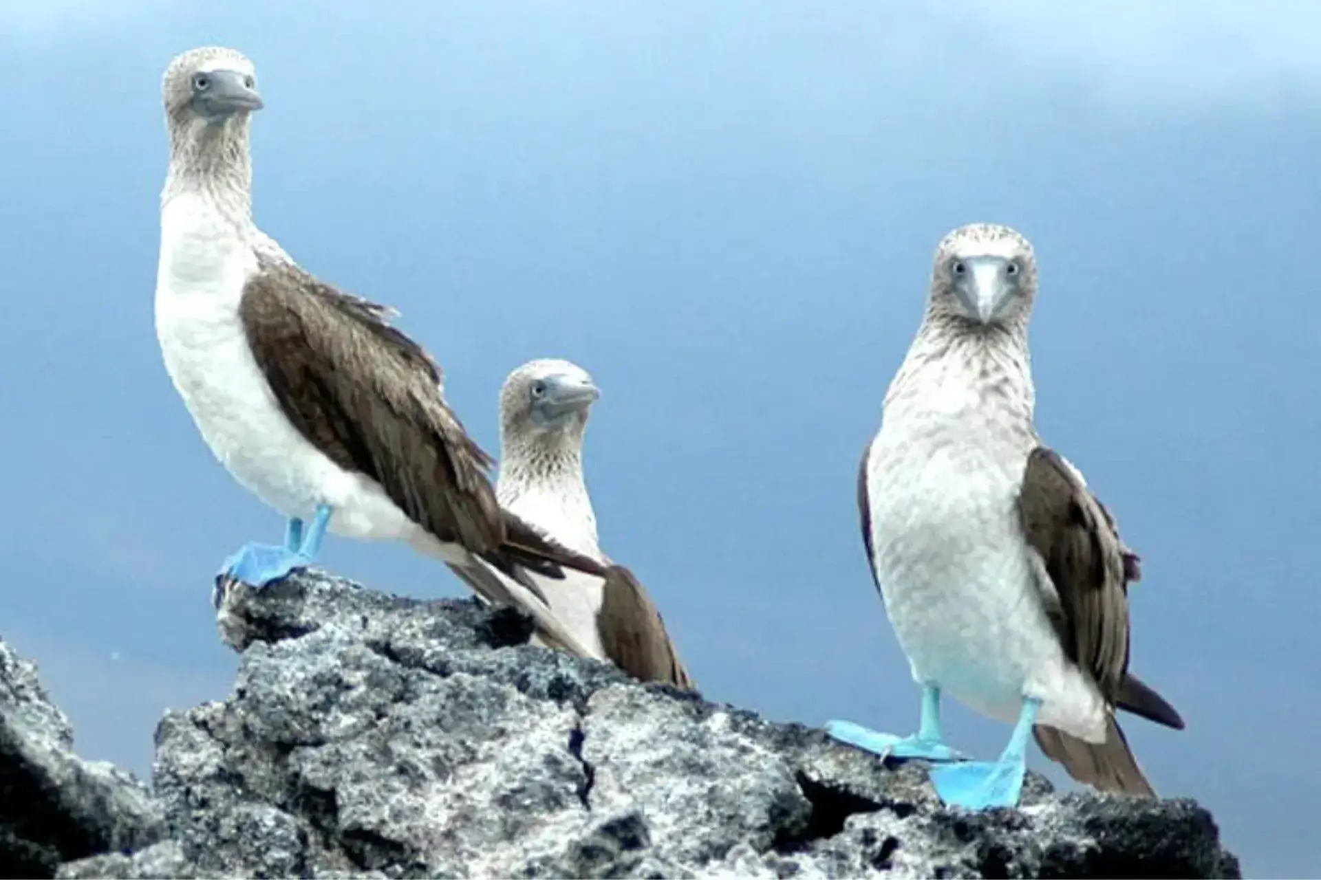 Piqueros de patas azules - Excursión Islas Galapagos