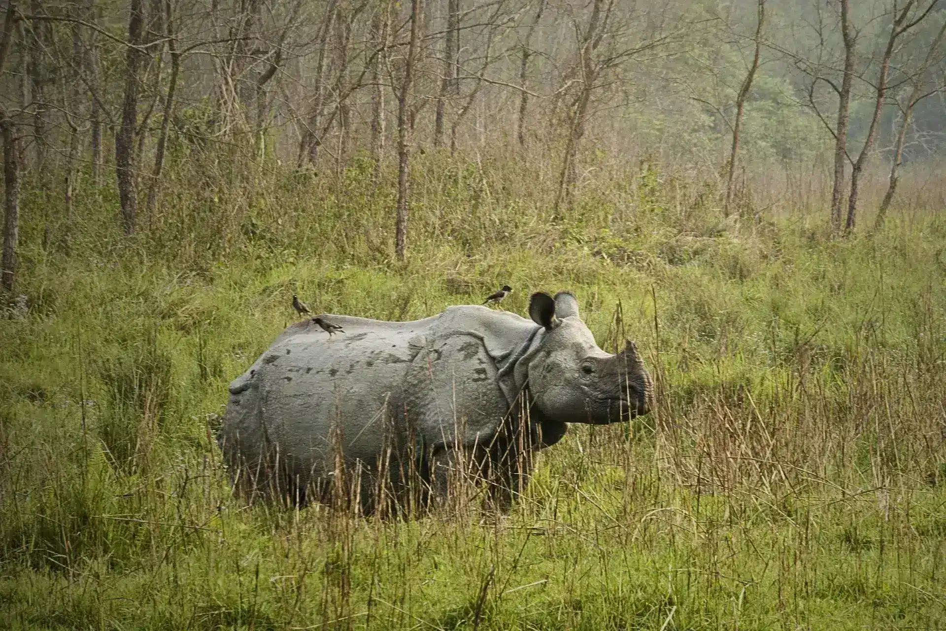 Rinoceronte en el parque Natural de Chitwan