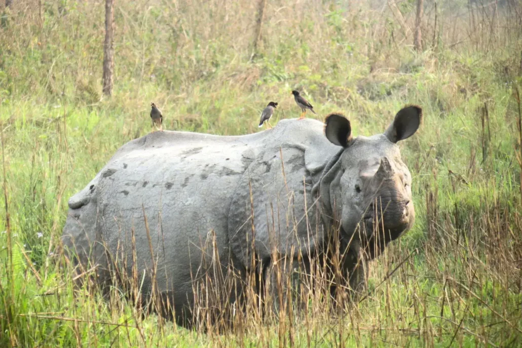 Un rinoceronte y sus pájaros desparasitadores en el parque nacional de Chitwan