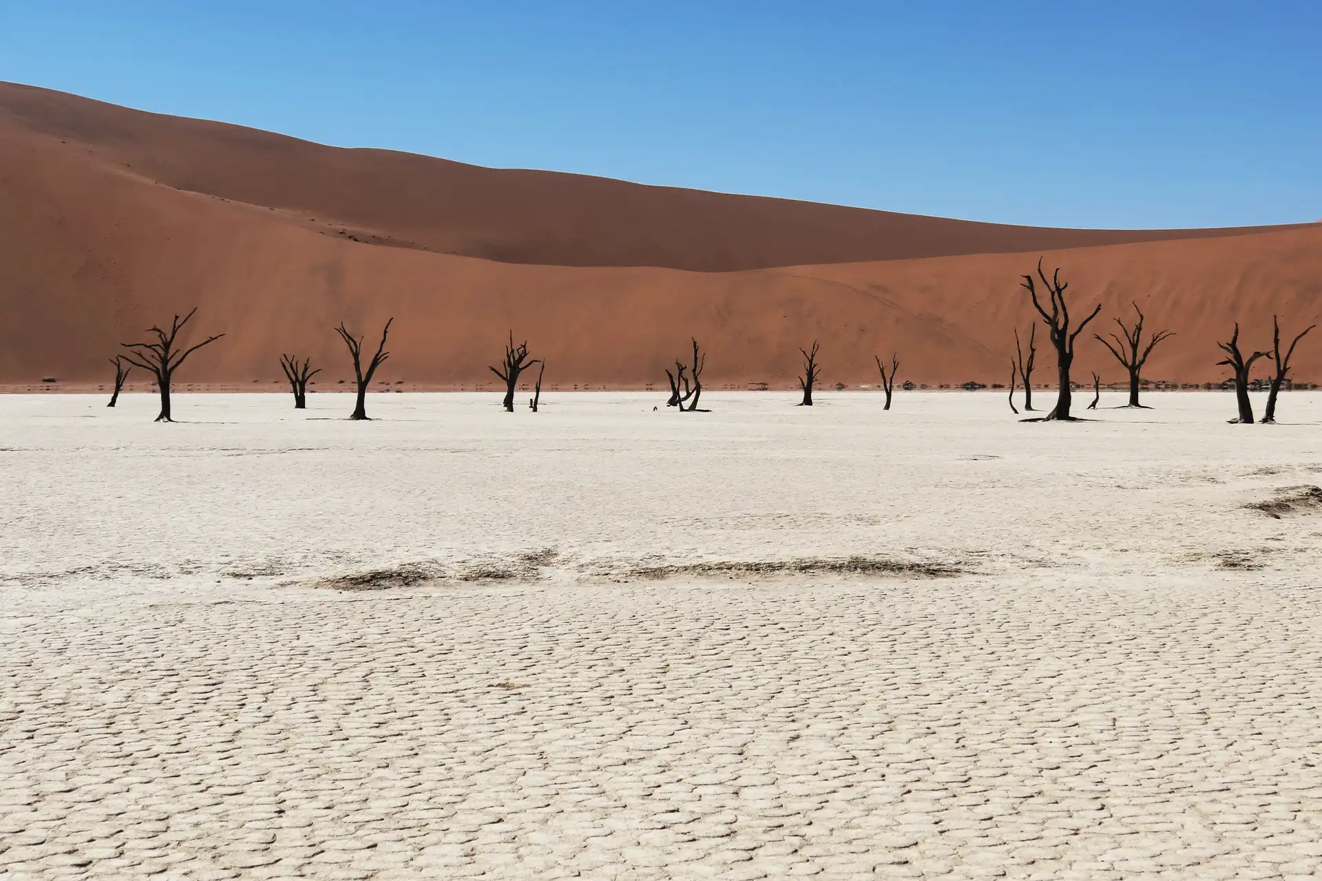 Dunas y arboles quemados en Deadvlei en un día despejado ideatl para viajar a Namibia en grupo