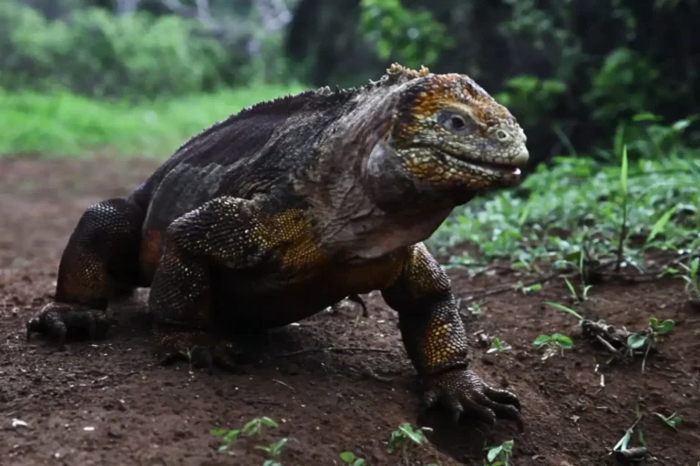 Una iguana terrestre caminando entre árboles - Viaje a Islas Galapagos