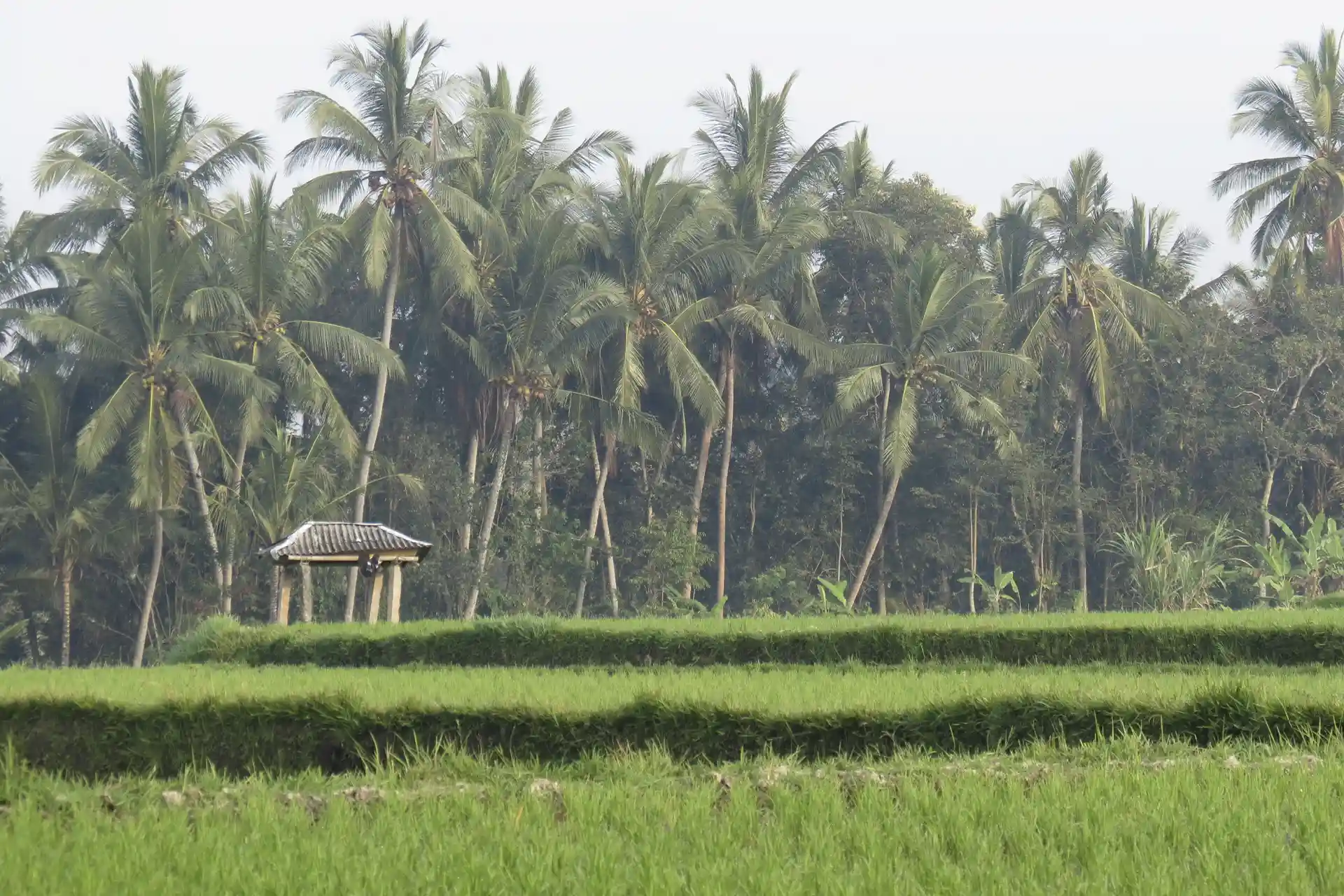 camposde arroz con terrazas y palmeras en Bali