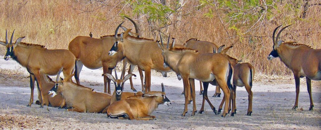 Fauna en Gambia y Senegal