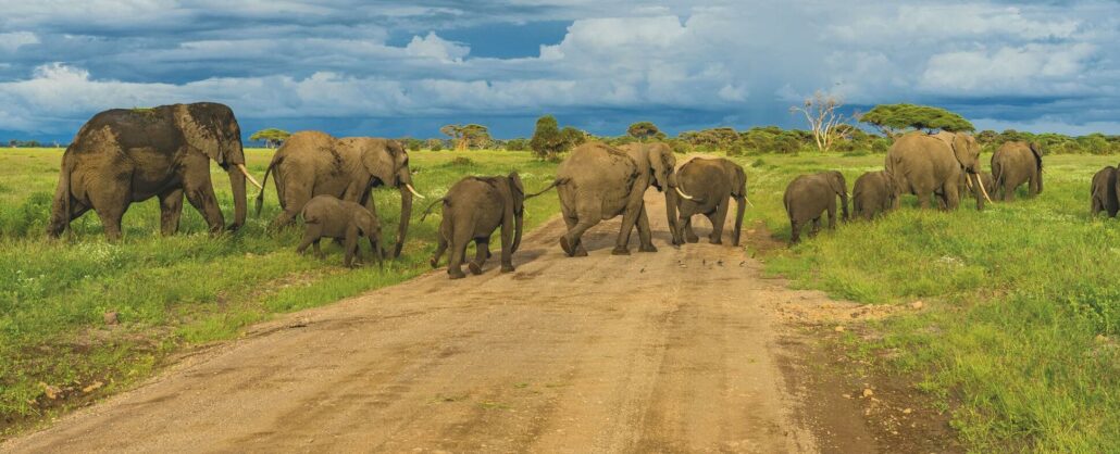 Elefantes atravesando camino en Tanzania