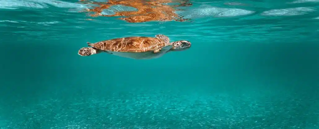 Tortuga marina nadando en aguas turquesa