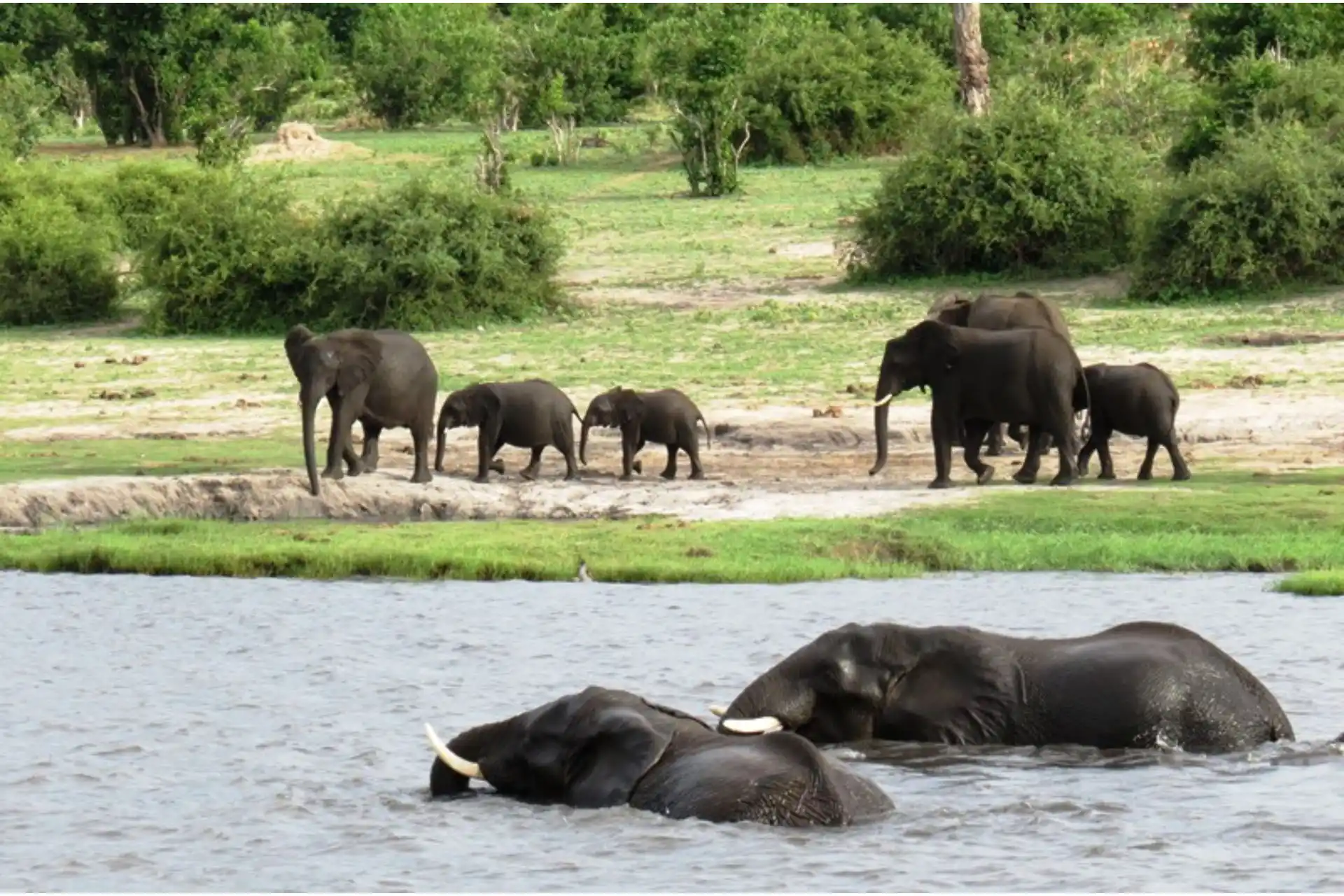 Una manada de elefantes bañándose y andando a orillas del río Chobe