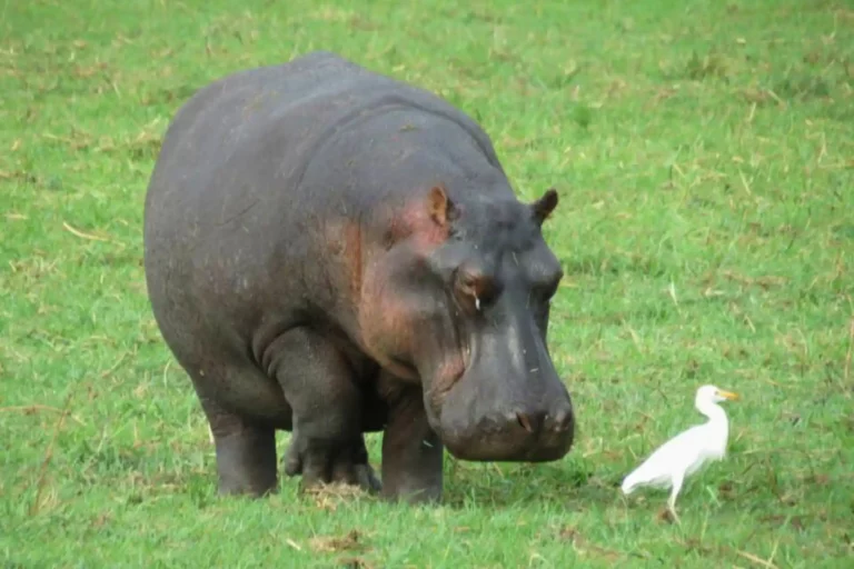 Un hipopótamo comiendo hierba junto a un ave parasitadora