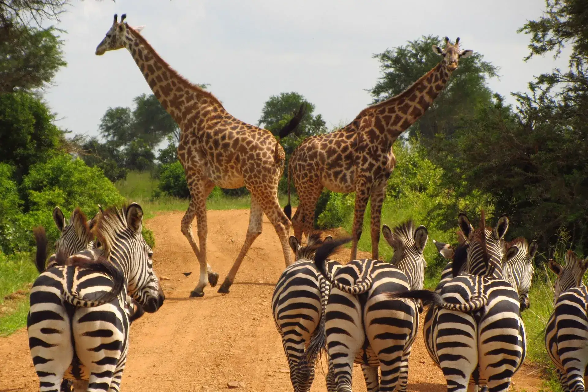 Dos jirafas y varias cebras caminando a su aire por uno de los parques nacionales