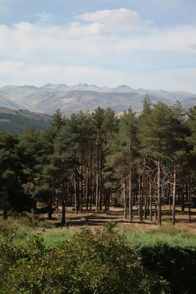 Vistas de Gredos y el bosque de pinos