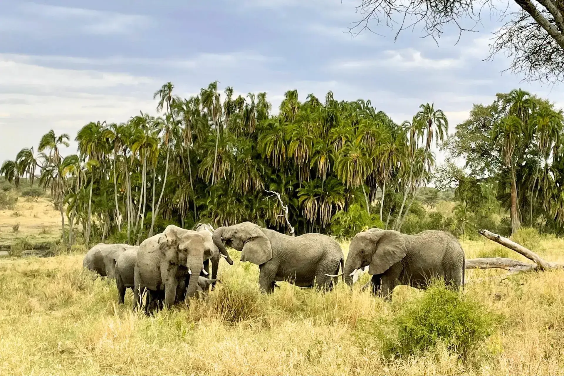 Elefantes en un parque nacional