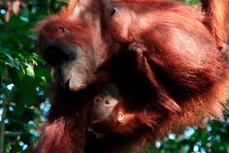 Orangután con su cría en brazos en un viaje organizado a Indonesia