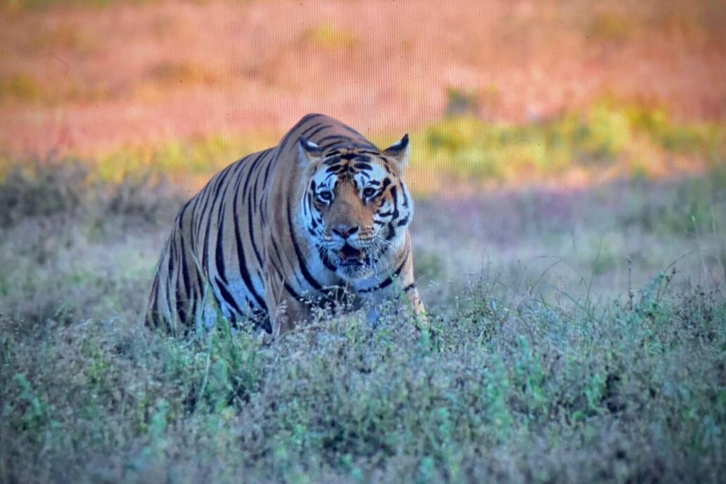 Fotografiar tigres en India