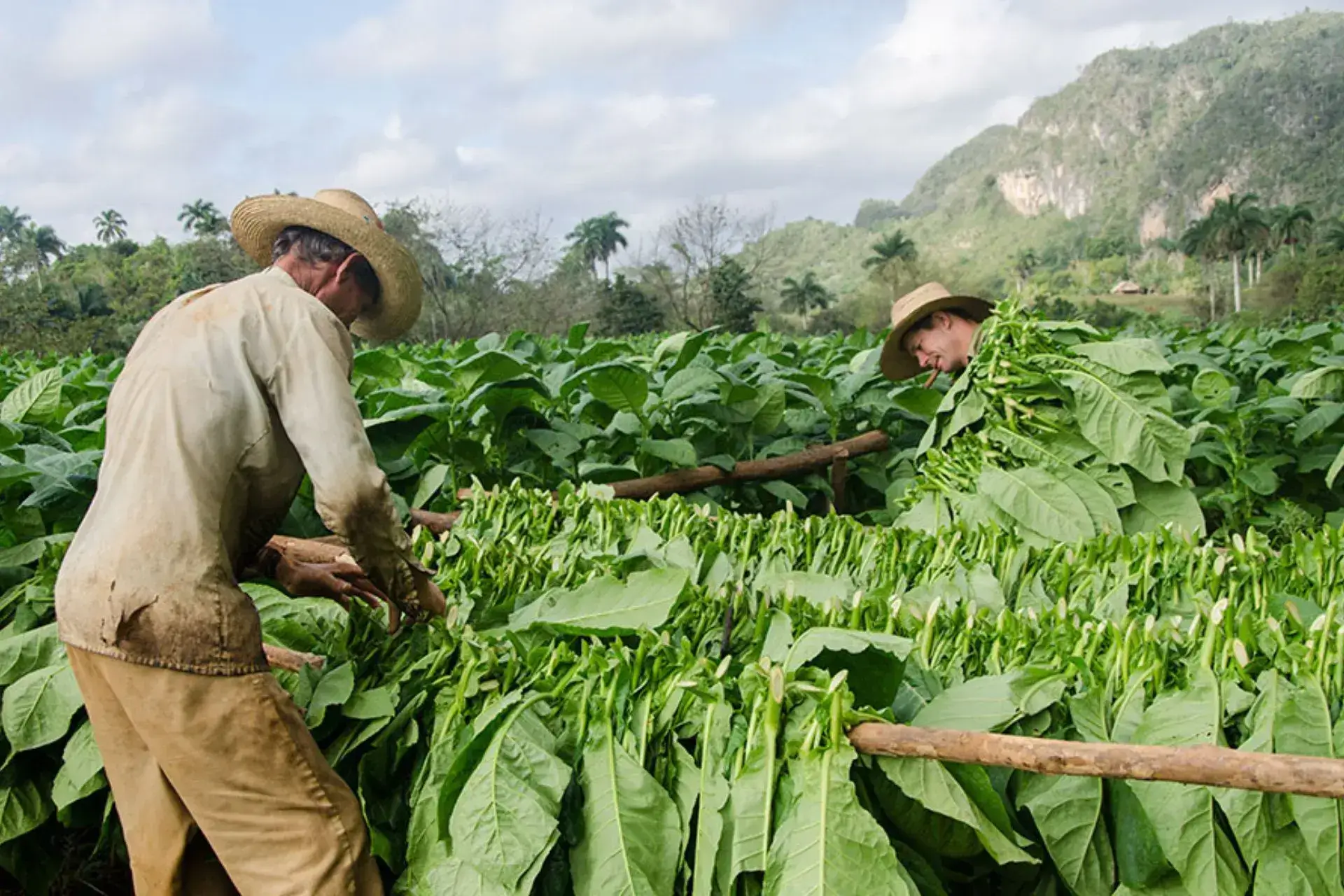 Dos hombres recogiendo hojas grandes verdes de tabaco