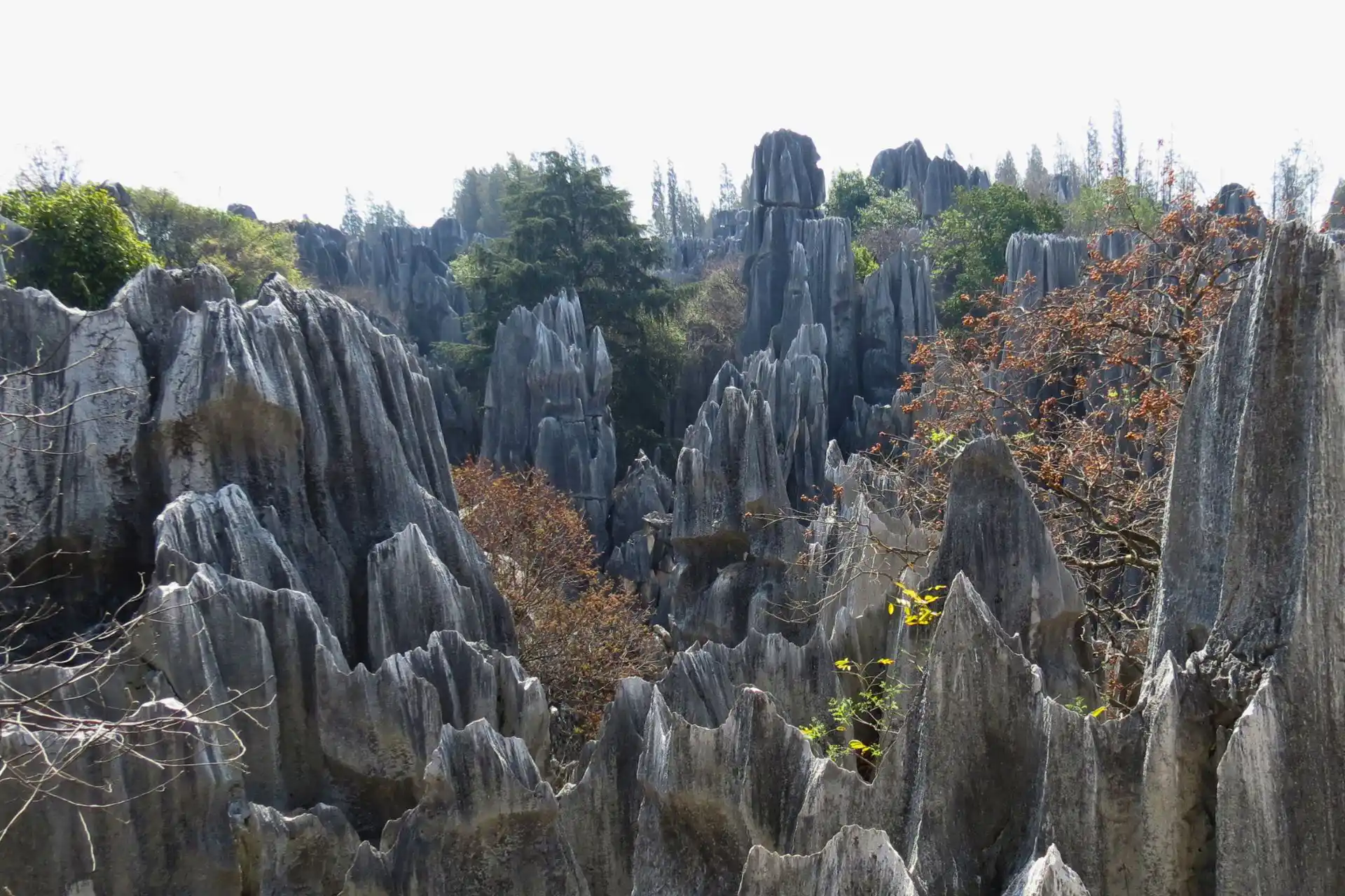 Formaciones de roca caliza en Shilin