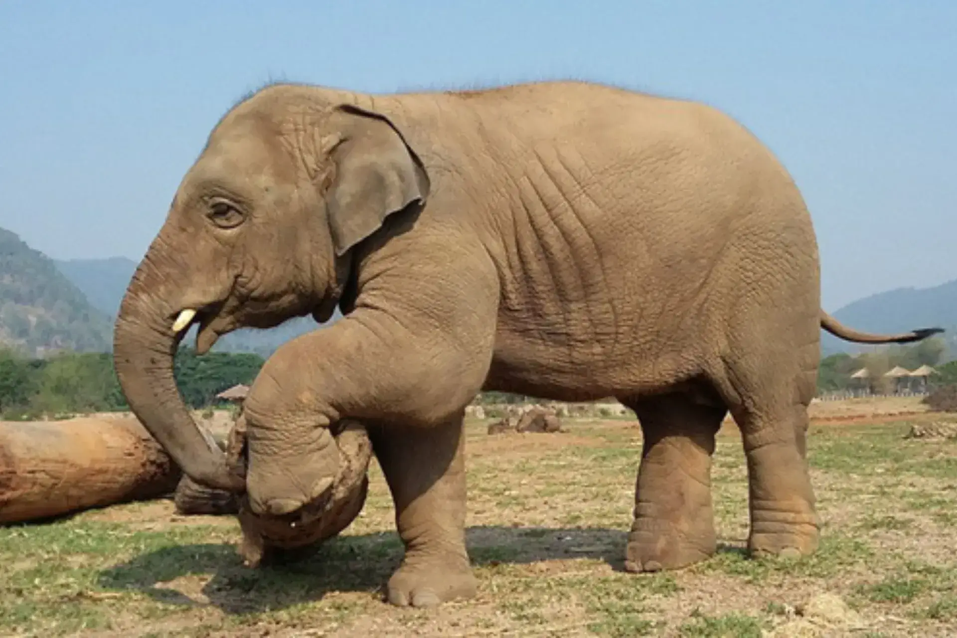 Un elefante de perfil con su pata izquierda delantera levantada