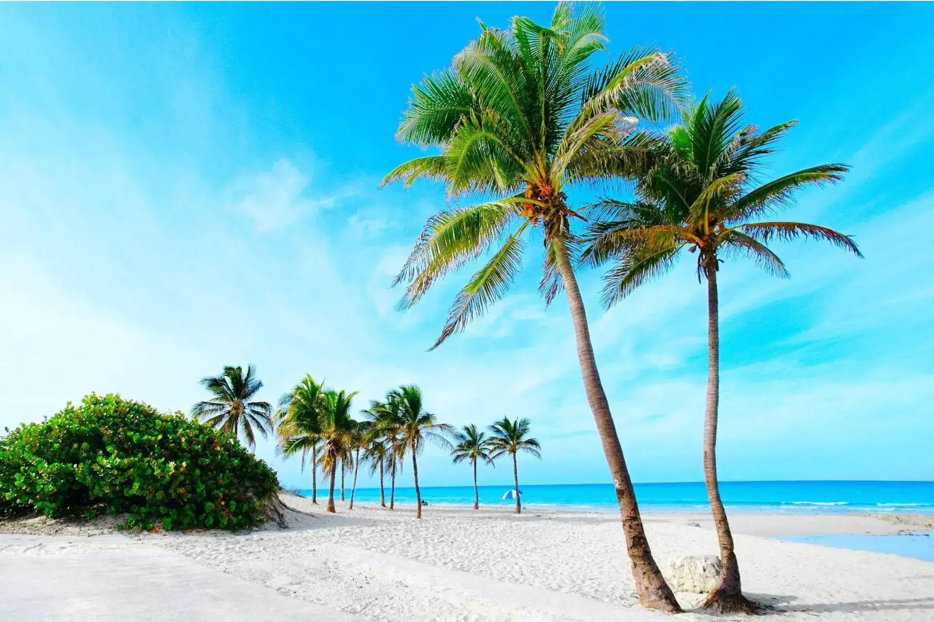 Playa de arena blanca y palmeras