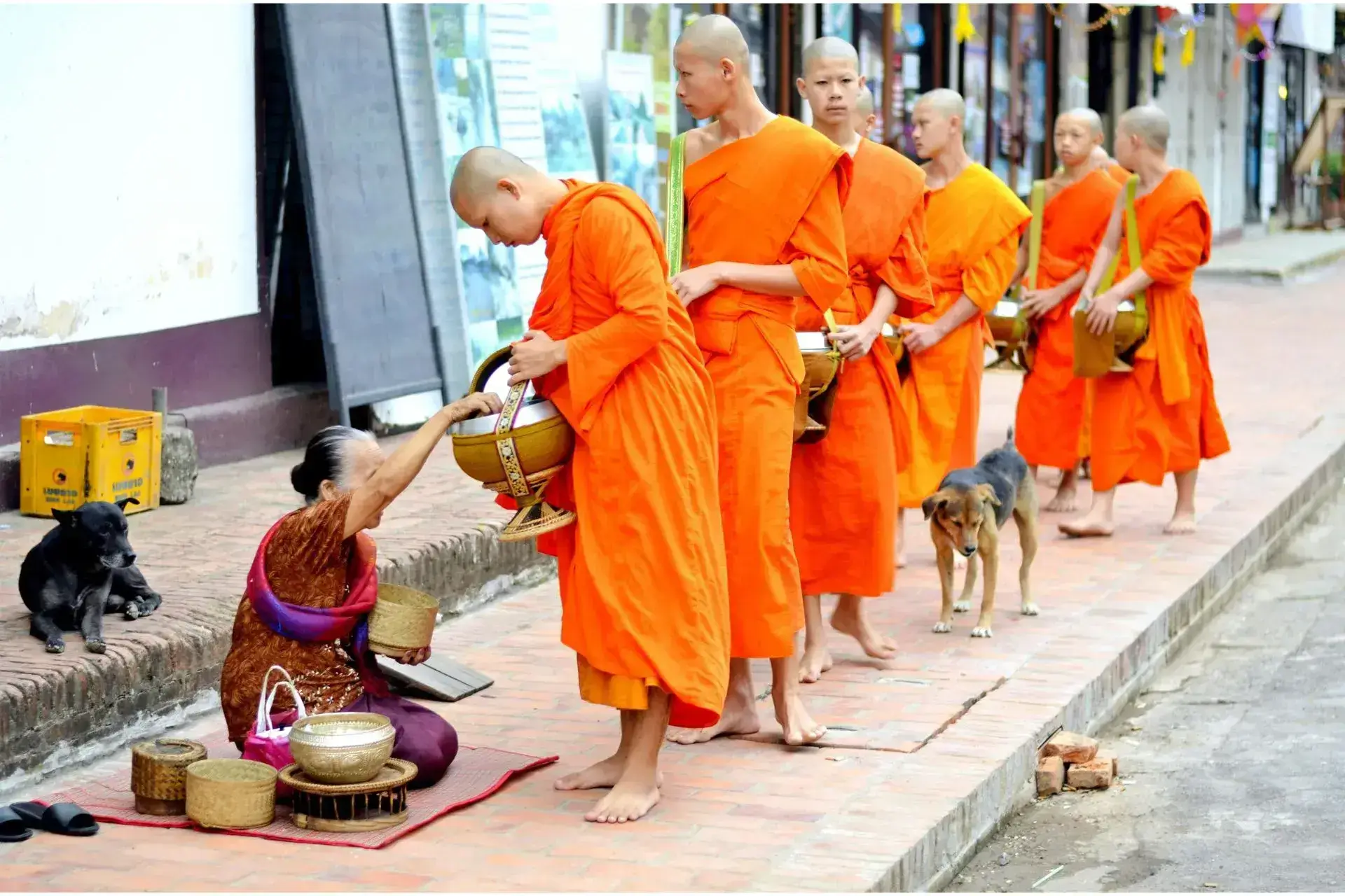 Monjes budistas en fila india recibiendo limosna de una señora de rodillas
