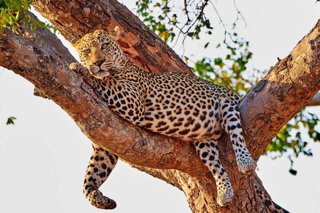 Leopardo acostado en la rama de un árbol
