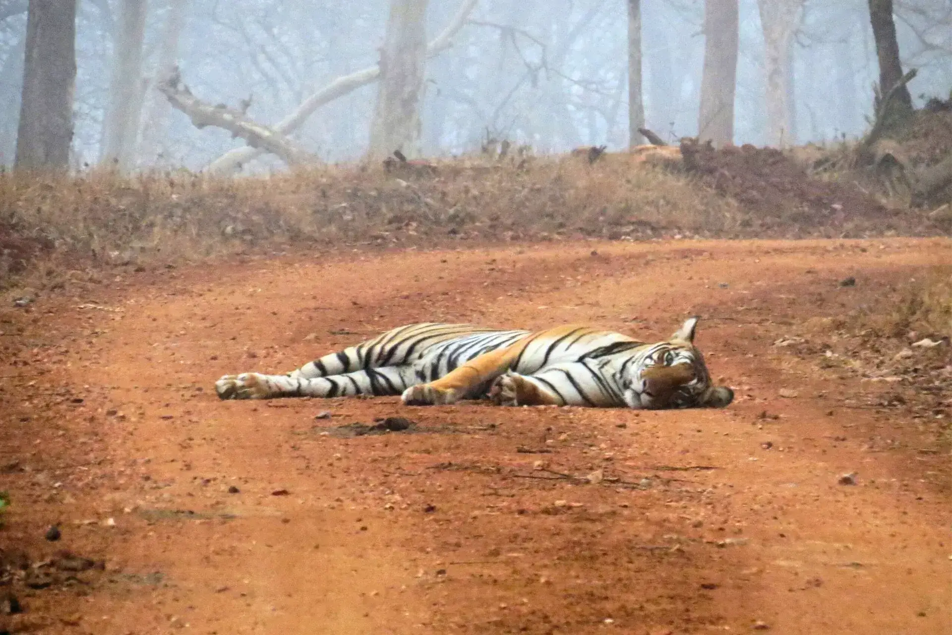 Tigre tumbado descansando sobre un camino de tierra