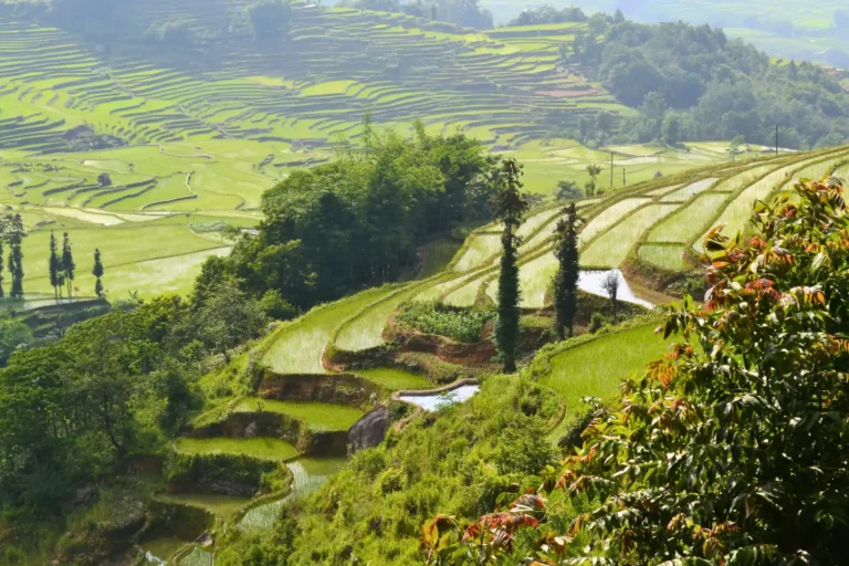 Arrozales en terrazas en Yunnan