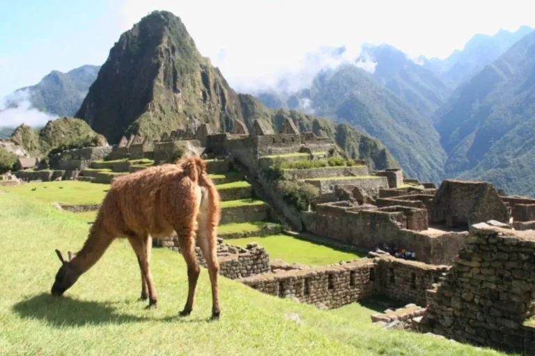 Una llama en primer plano y al fondo, la icónica cumbre de Machu Picchu