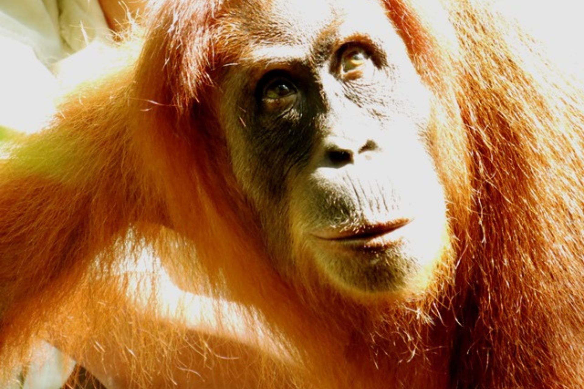 Cara de orangután iluminada por el sol