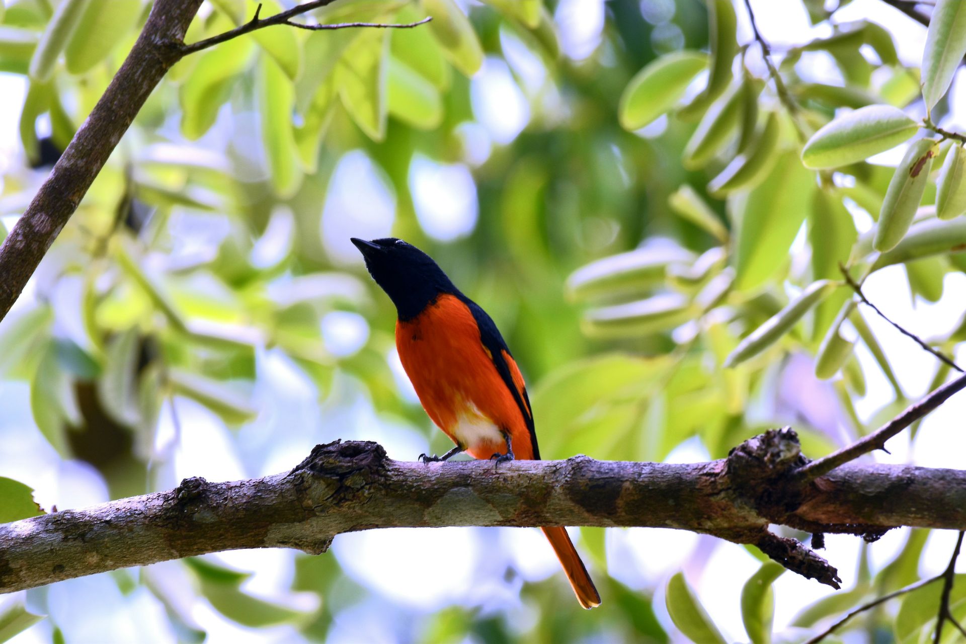 Pájaro rojo con cabeza negra posado en un árbol
