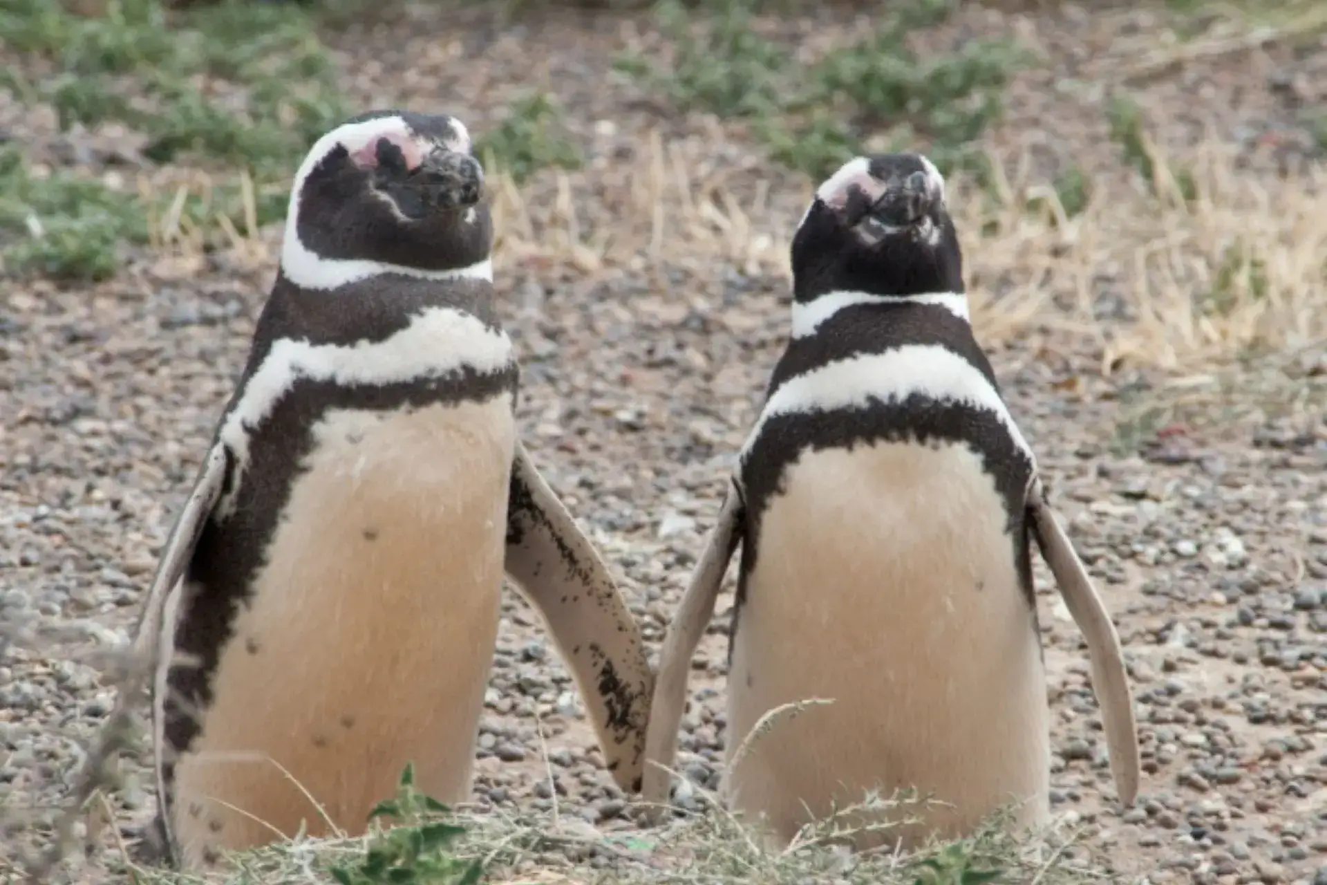 Dos pingüinos posando para la foto
