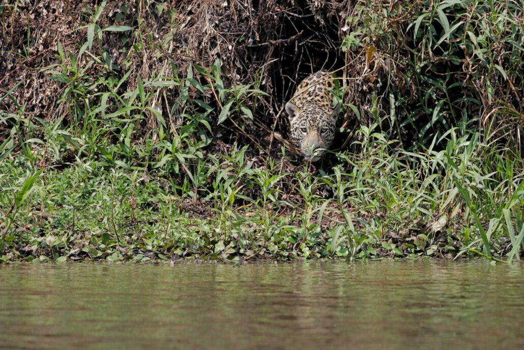 Jaguar asomándose al río en Pantanal