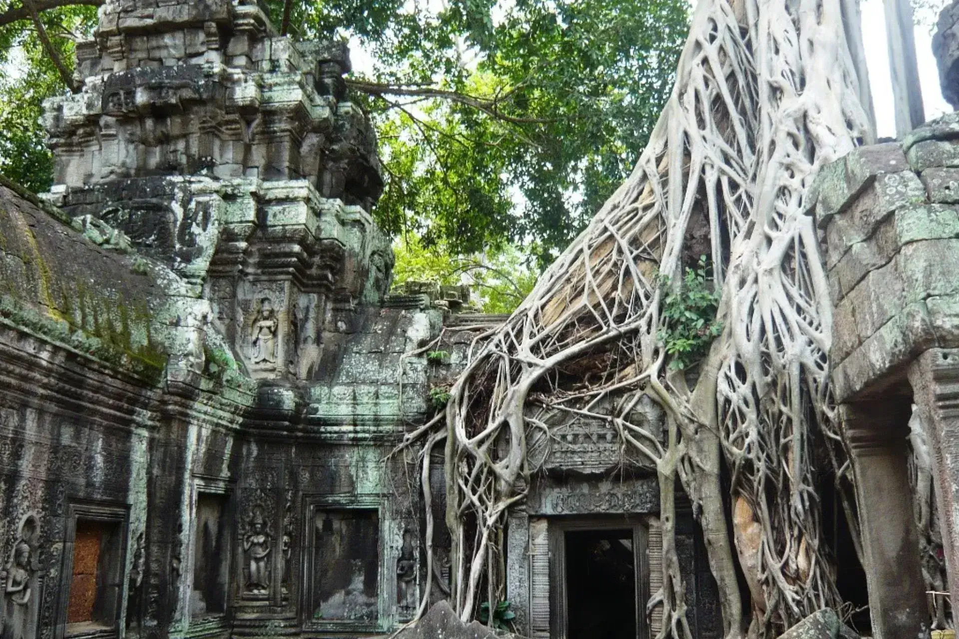 Templo de piedra gris cubierto de raíces de árbol