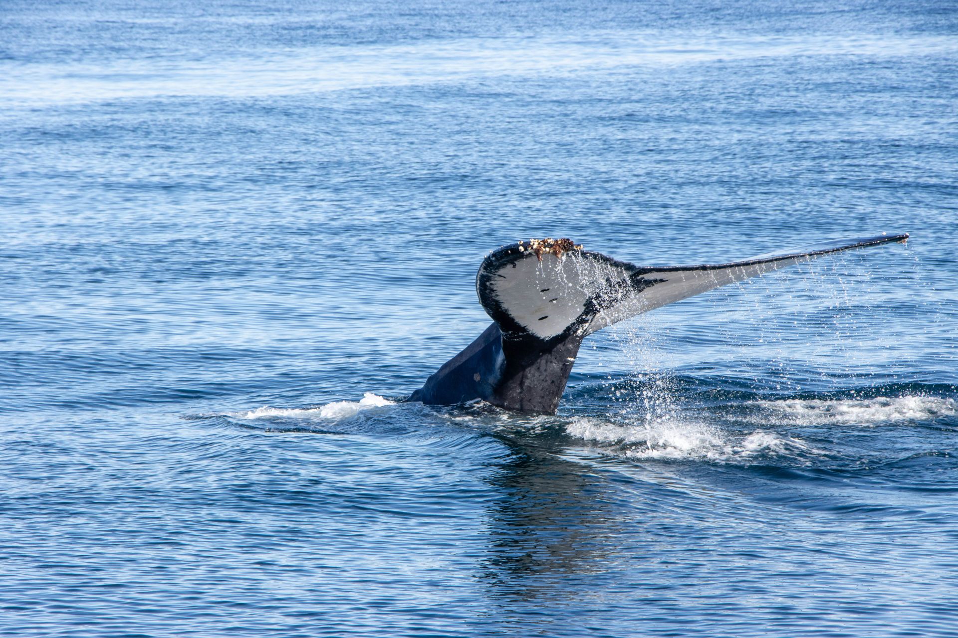 Vista de la aleta trasera de una ballena sumergiendose en el mar