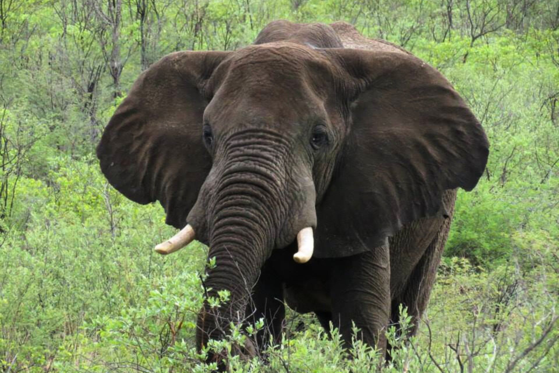 Un elefante en medio de la selva