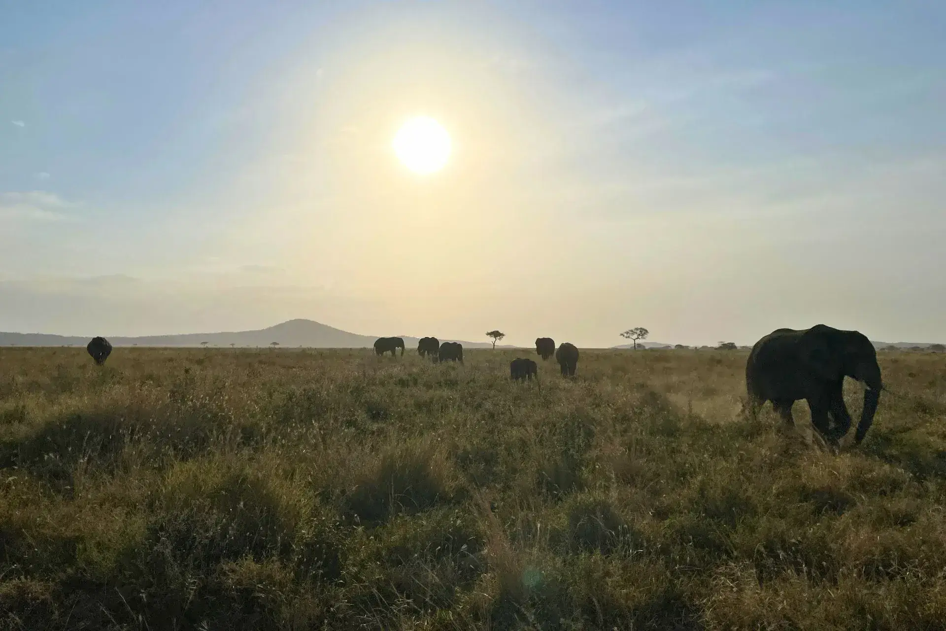 Elefantes en el parque nacional de Ngorongo
