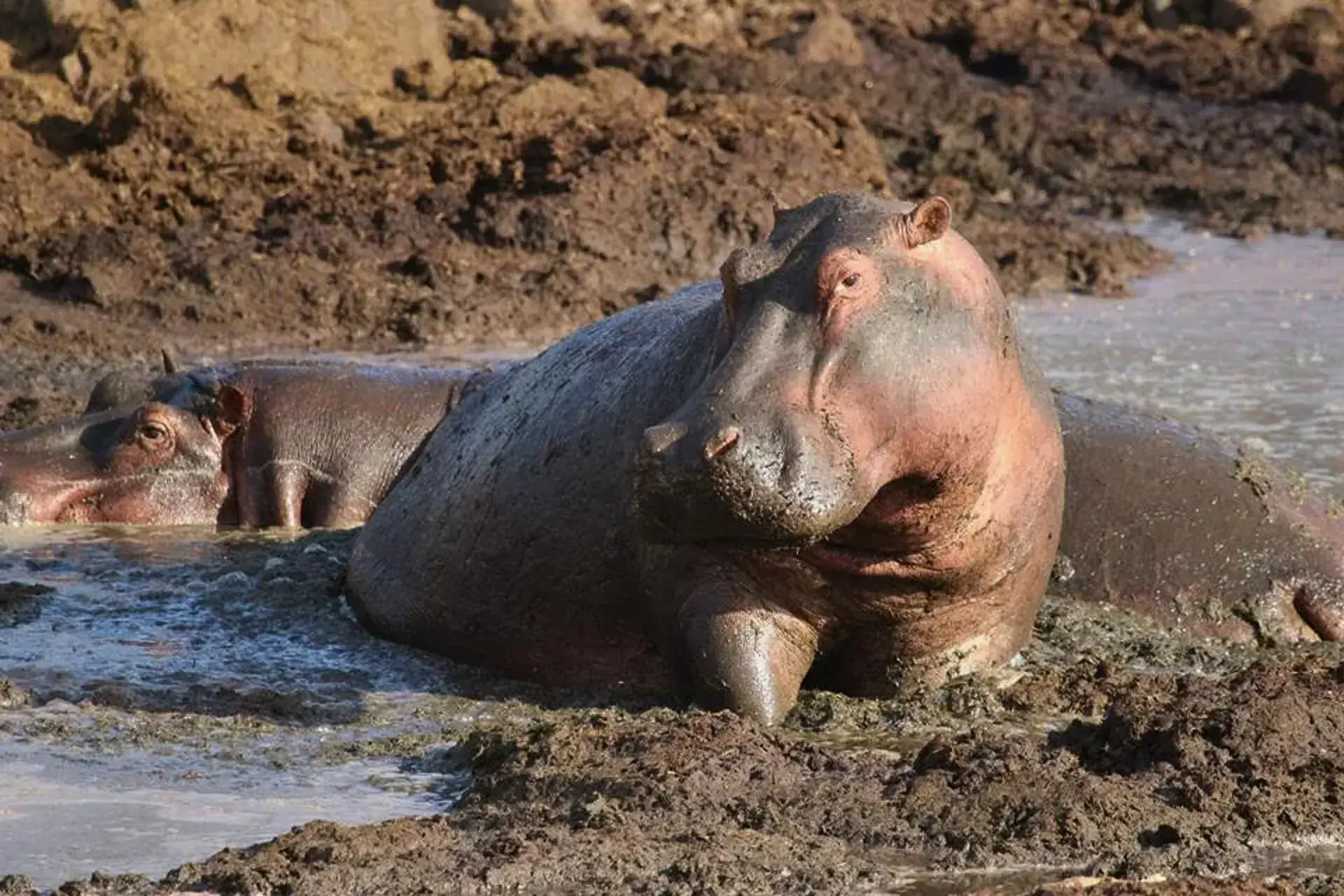 Hipopótamos embarrados posando para una foto