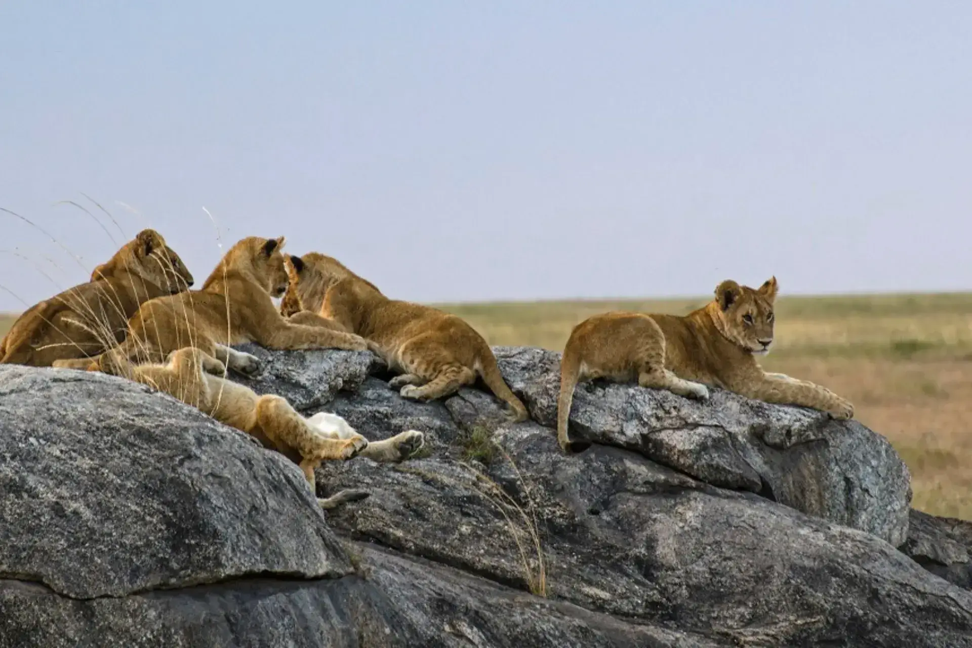 Leones tumbados sobre piedras en el Serengeti