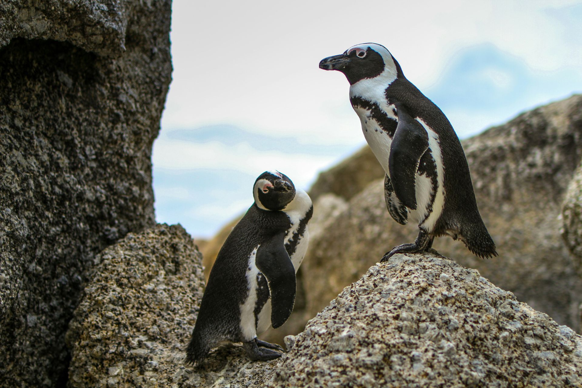 Dos pingüinos sobre las rocas