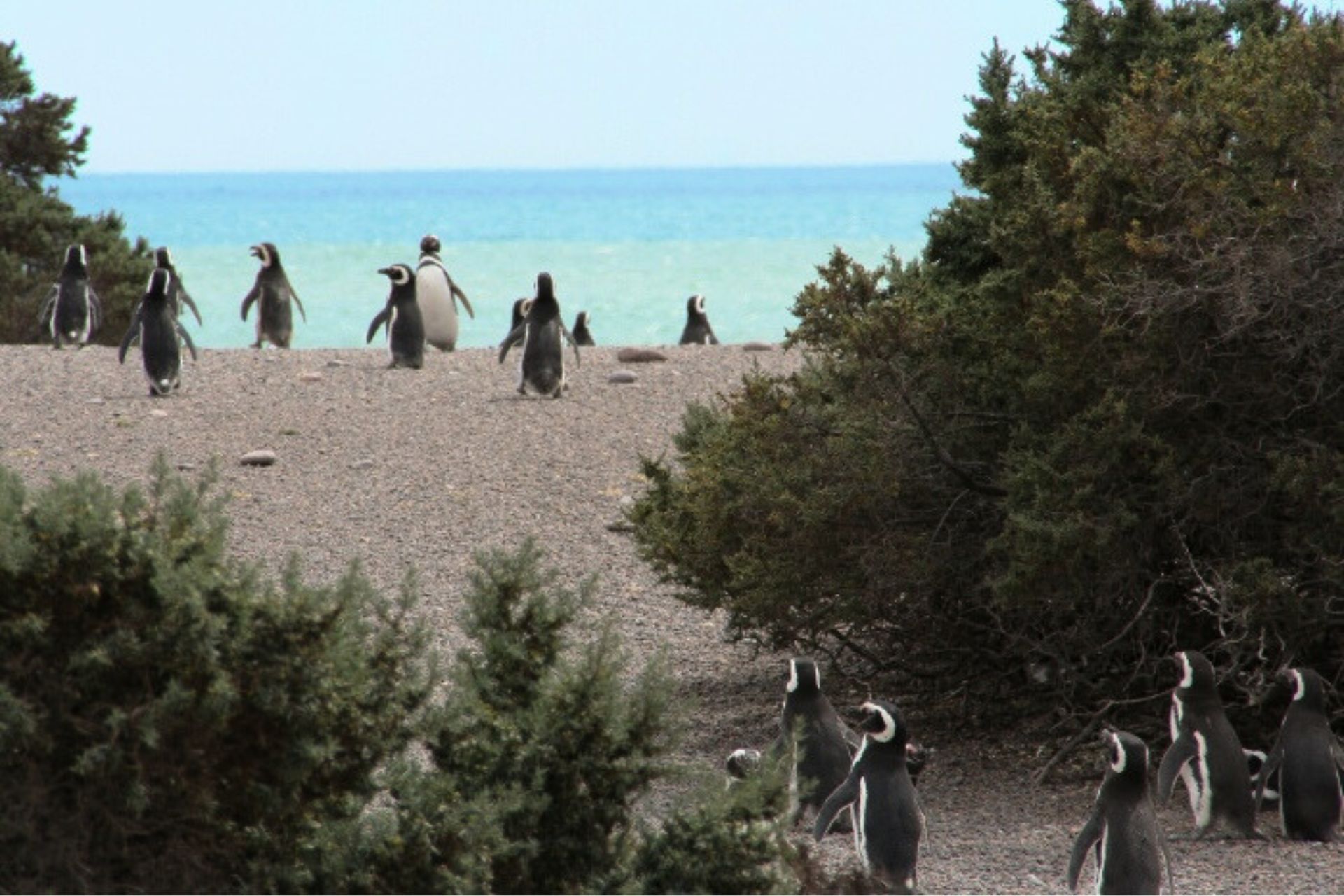 Pingüinos corriendo hacia la playa