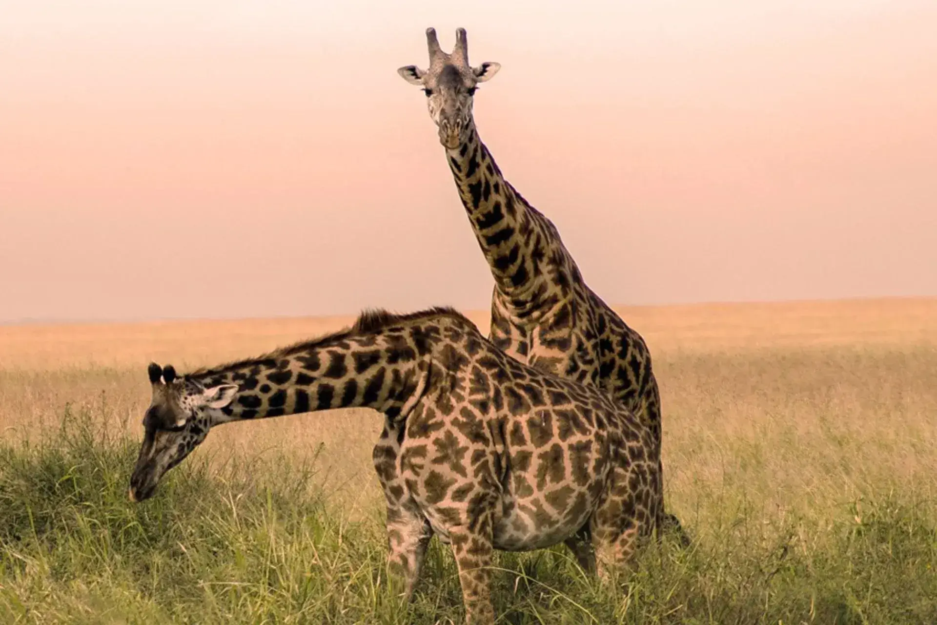 Dos jirafas en un parque nacional en Tanzania viaje organizado a Tanzania