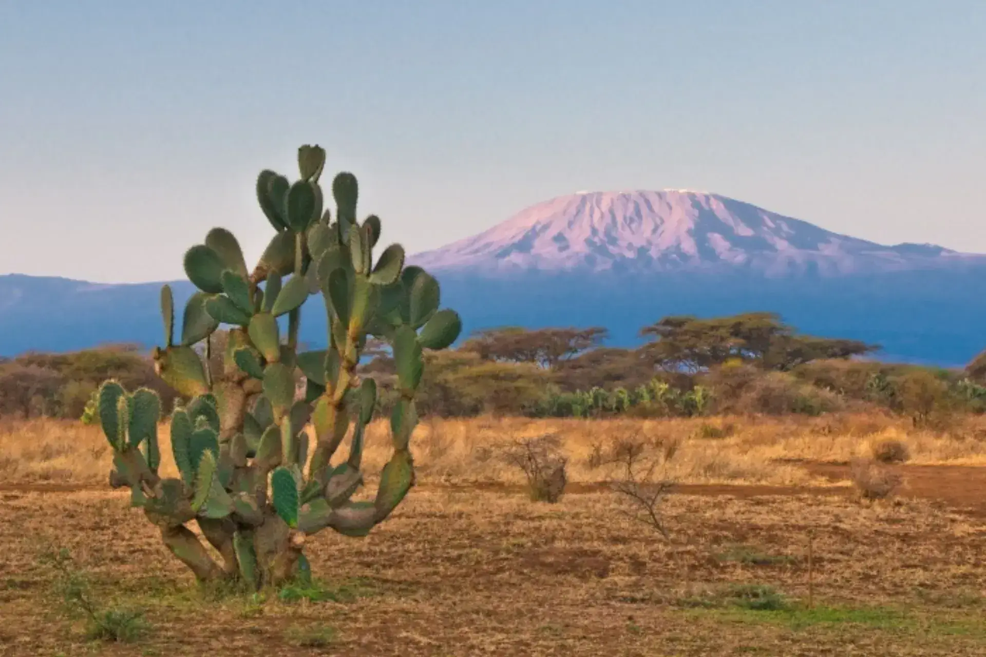 Vistas de la sabana, un cactus y el Kilimamjaro de fondo