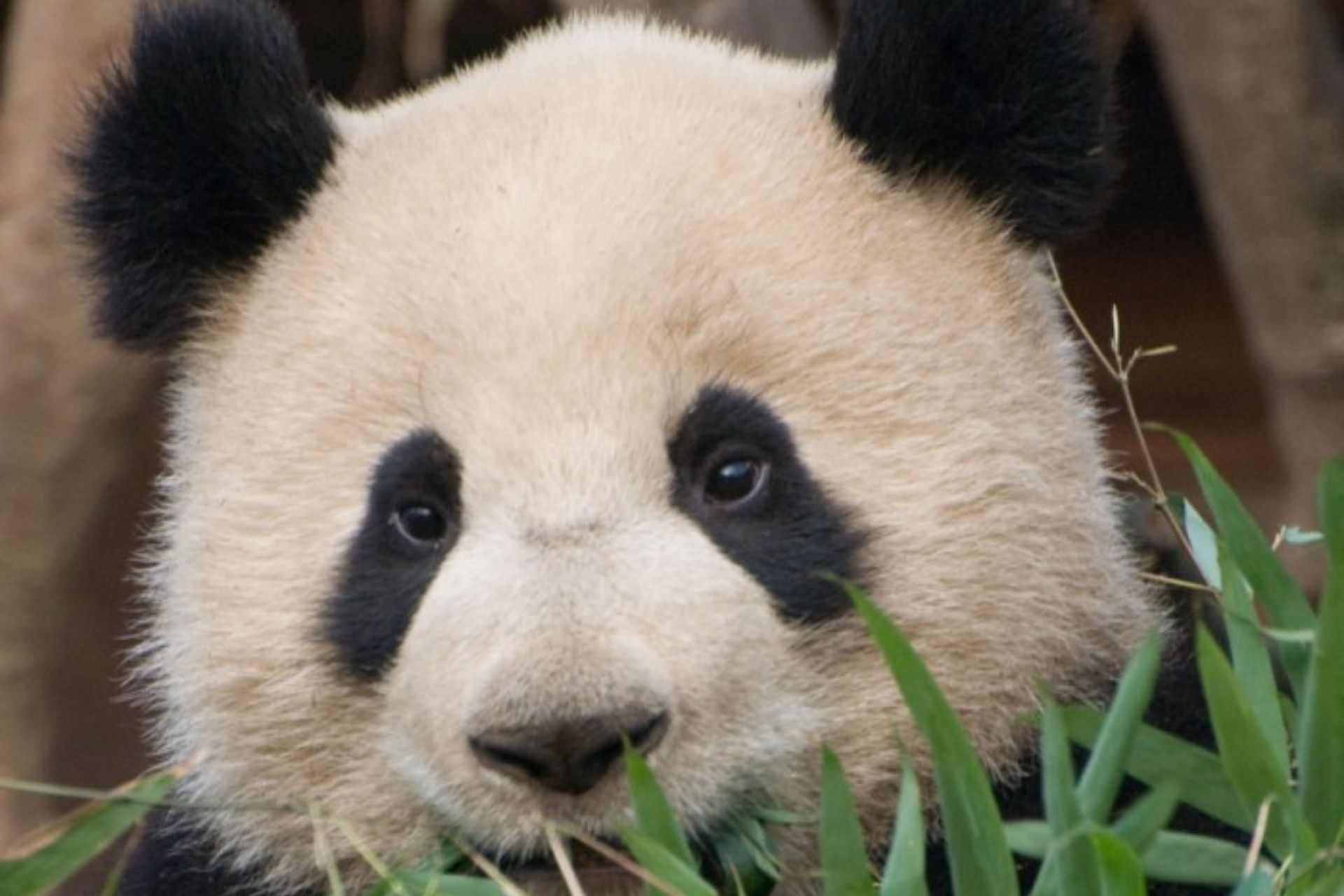Cabeza de oso panda con unas hojitas que le tapan un poco en la parte inferior