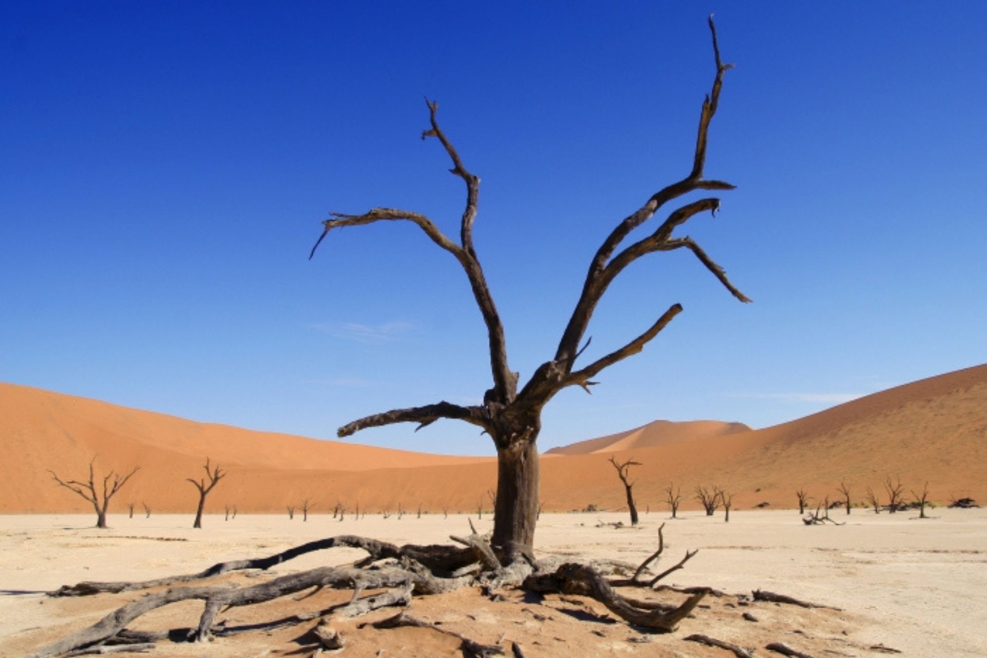 Árbol negro en medio del desierto