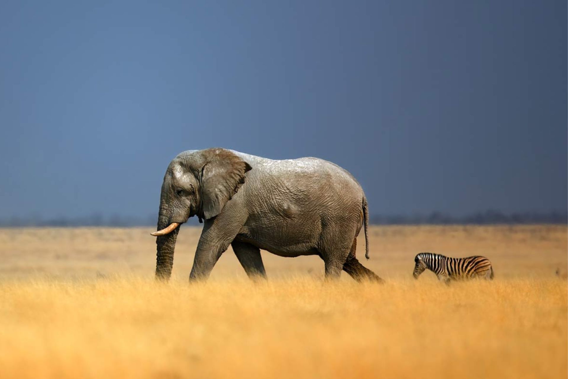 Un gran elefante caminando sobre vegetación amarilla, seguido de una pequeña cebra