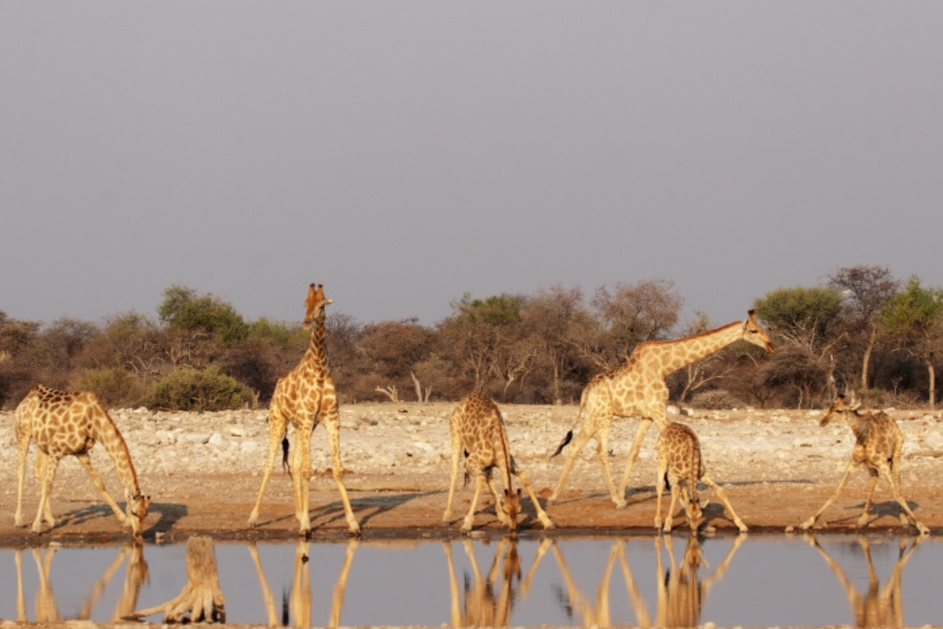 Varias jirafas bebiendo agua