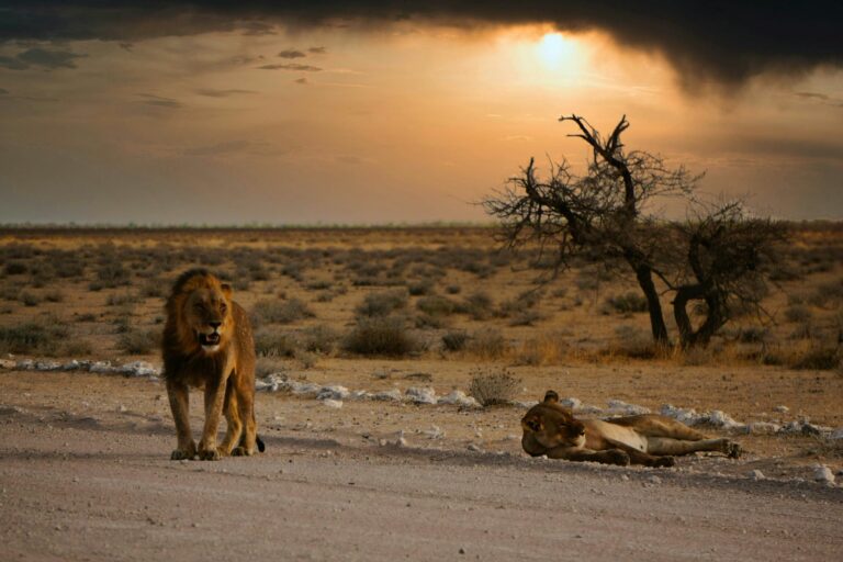 Un león caminando y otro tumbado en un camino de tierra